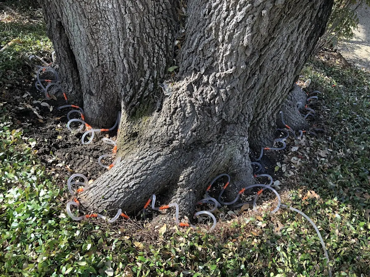 Detailed Tree Cabling and Bracing job site in Hedrick