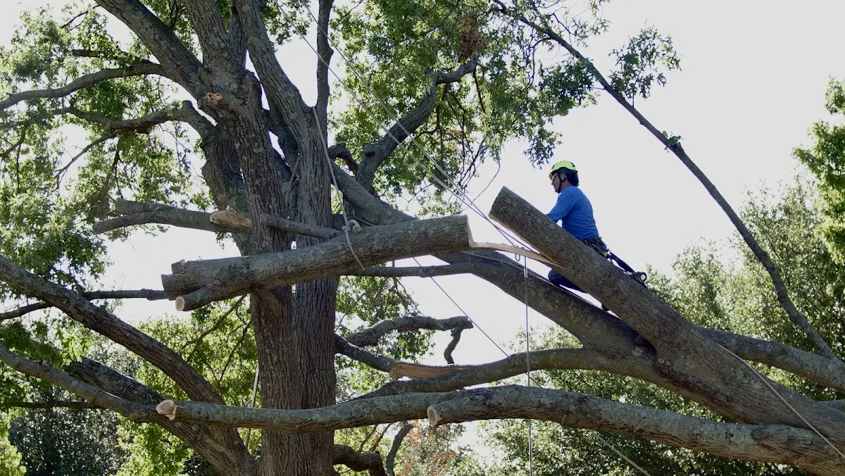 Professional Hazardous Tree Removal performed by certified arborists in Hedrick