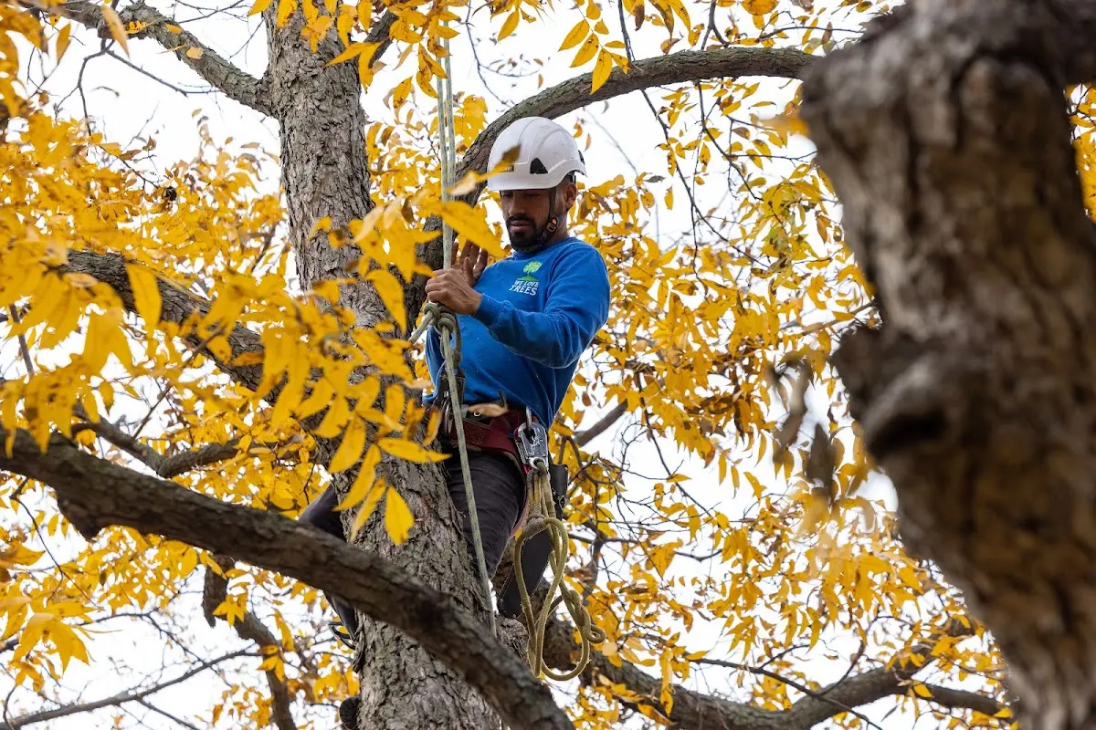 Skilled Tree Pruning crew working in Hedrick